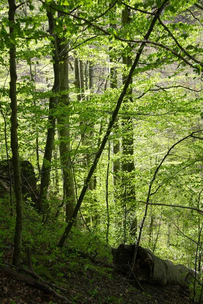 Stiermarken Een Bergachtige Bosrijke Staat Zuid Oostenrijk — Stockfoto