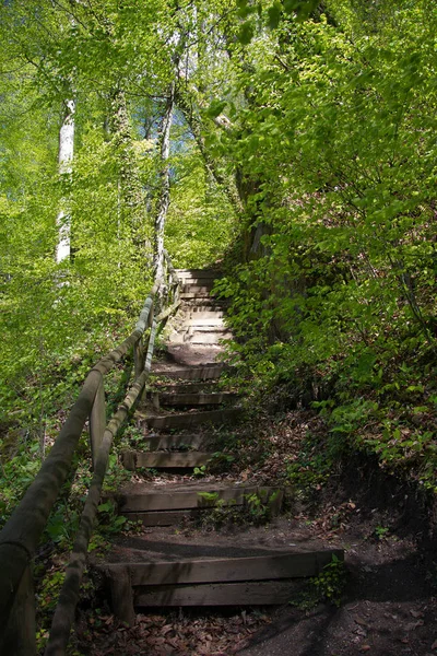 Jejak Beraspal Hutan Styria — Stok Foto