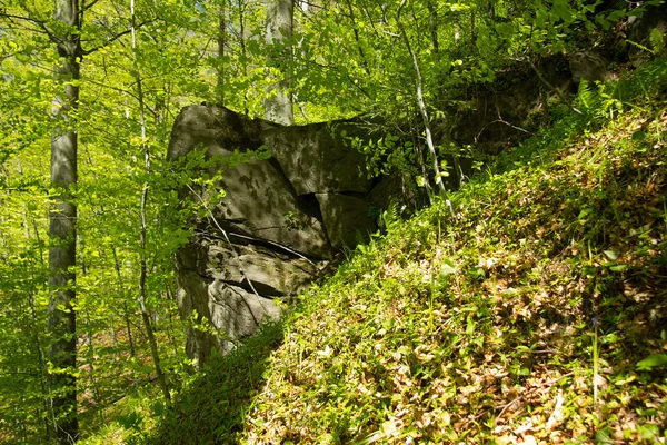 Rocas Bosque Estiria —  Fotos de Stock