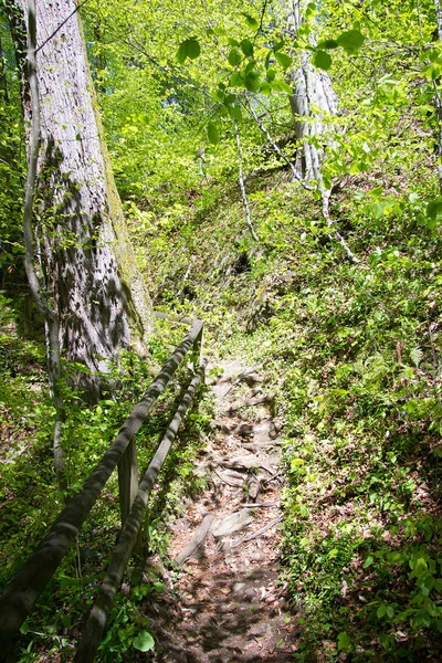 Styria Bir Ormanda Asfalt Yol — Stok fotoğraf