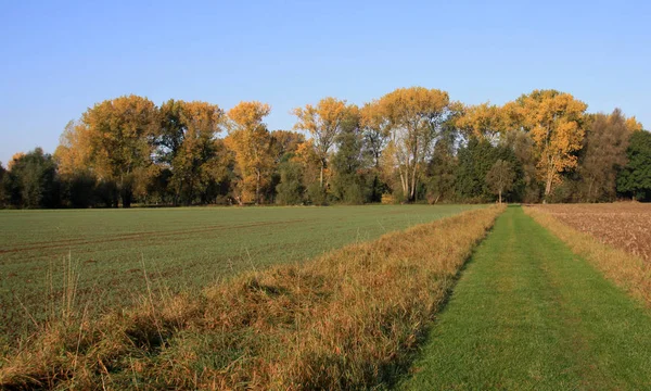 Schöne Bunte Herbstblätter — Stockfoto