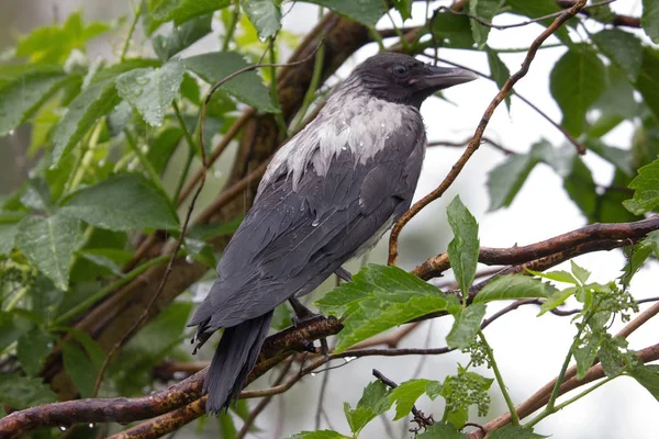 カラスはスタイリアの低木の上に座り — ストック写真