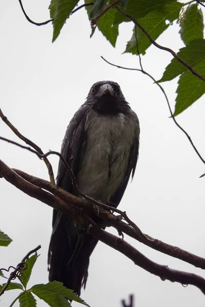 Crow Sitting Shrub Styria — Stock Photo, Image