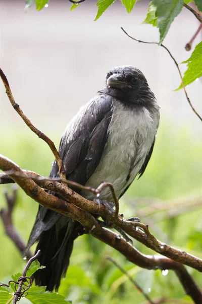 カラスはスタイリアの低木の上に座り — ストック写真