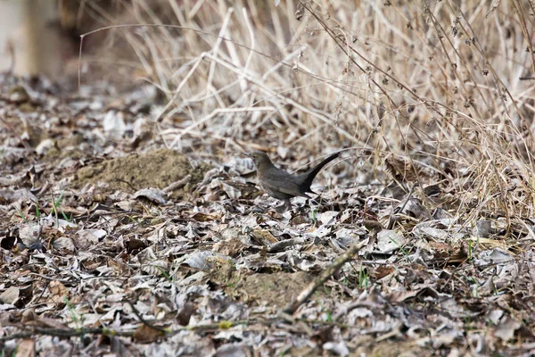 Amsel Der Steiermark Boden — Stockfoto