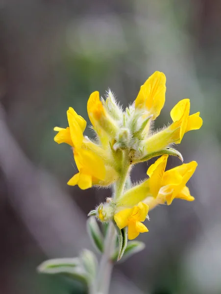 Желтые Цветы Испанском Солнце — стоковое фото
