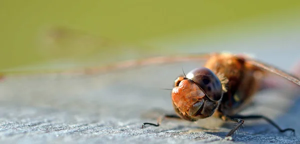 잠자리 벌레를 가까이 매크로 — 스톡 사진