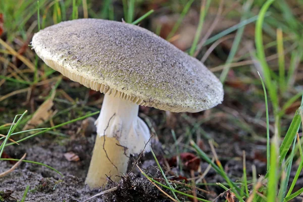 덩이줄기 버섯은 노인들 살모넬라균 중독으로 — 스톡 사진
