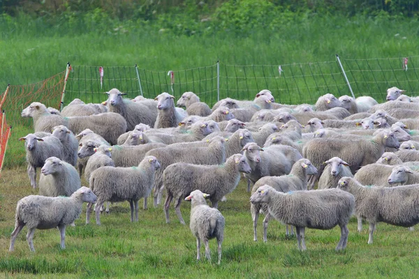 Chňapání Vřesovišť Pastvinách — Stock fotografie