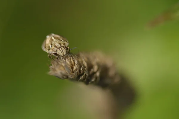 Épinards Aelia Acuminata — Photo