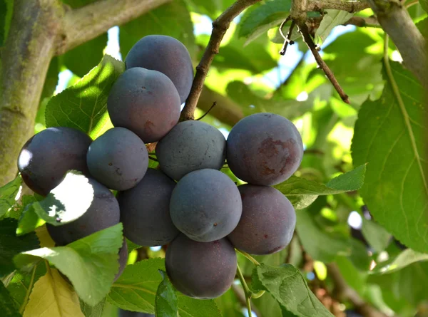 Scenic View Agriculture Selective Focus — Stock Photo, Image