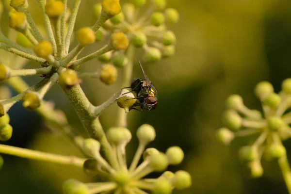 Efeu Blätter Kletterpflanze Flora Laub — Stockfoto