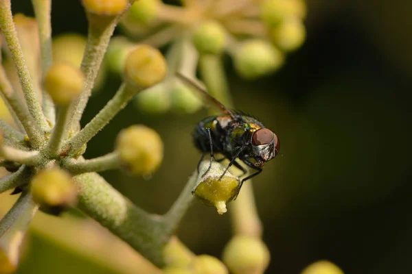 Klimplant Klimplant Bladerdek — Stockfoto