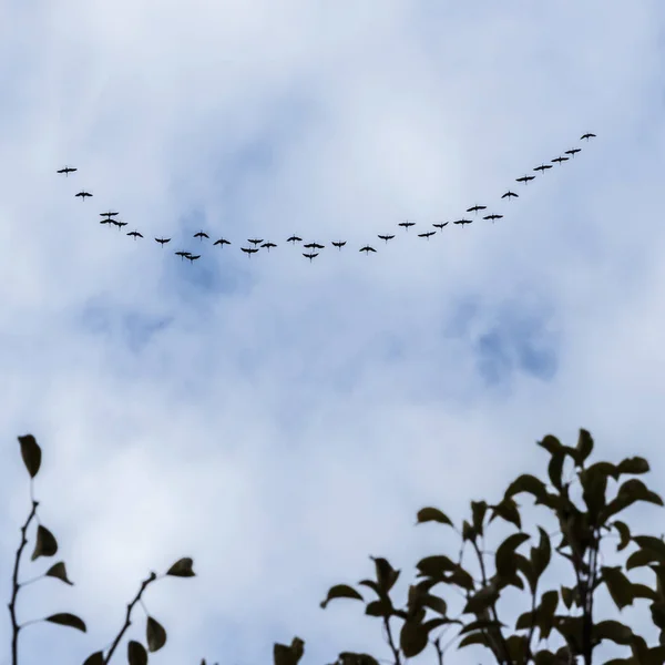 Vista Panorámica Hermoso Pájaro Naturaleza — Foto de Stock