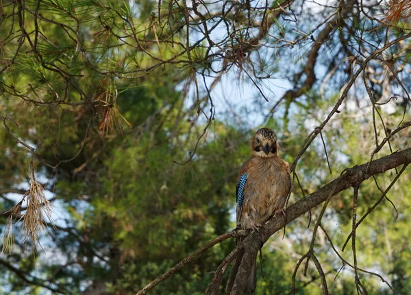 Мальовничий Вид Красивого Птаха Джея — стокове фото