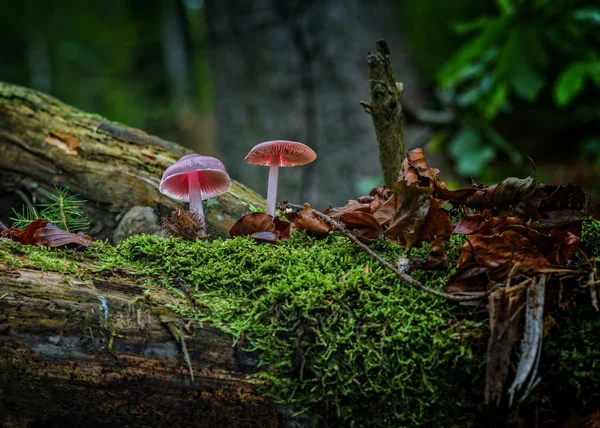 Houby Muchomůrky Sportovní Plodové Tělo — Stock fotografie