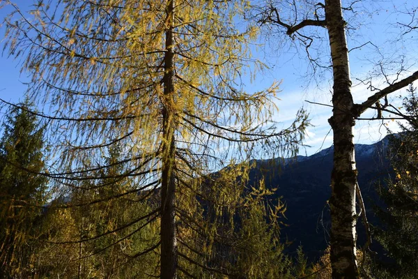 Oberleibnig Sankt Johann Walde Autumn Isel Road Mountain Trees Forest — Foto de Stock
