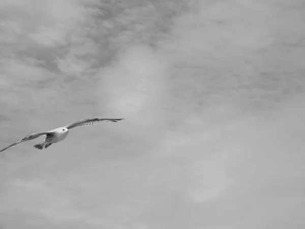Martı Seabird Aka Martı Veya Mew Kuş Hayvan Siyah Beyaz — Stok fotoğraf
