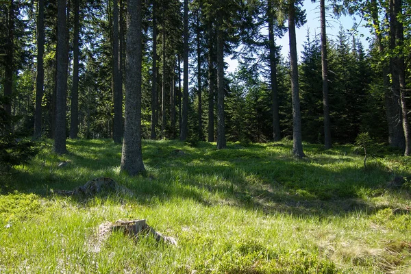 Trees Tree Trunks Tree Line Alps Blue Sky Stock Picture