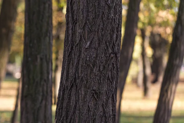 Rinde Von Baumstämmen Einem Park — Stockfoto