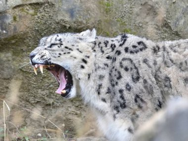 snow leopard, predator animal cat clipart