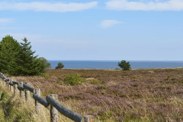 Baga Mirtilo Braderup Sylt — Fotografia de Stock