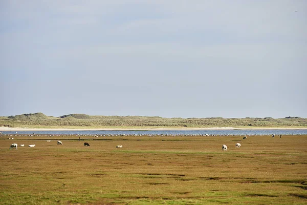 Arándano Sylt Lista — Foto de Stock