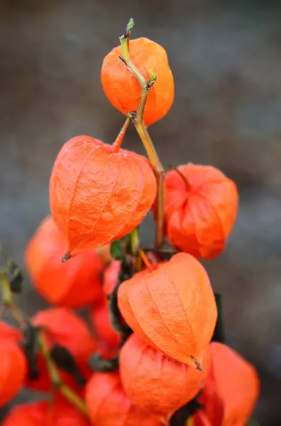 Mogen Röd Physalis Trädet — Stockfoto