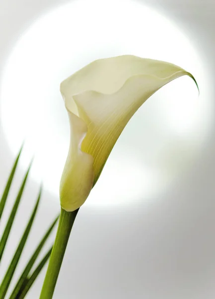 Exotische Calla Lilie Blütenblätter Flora Und Botanik — Stockfoto