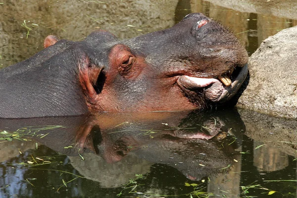 Nilpferd Tier Flusspferd Wildtiere — Stockfoto