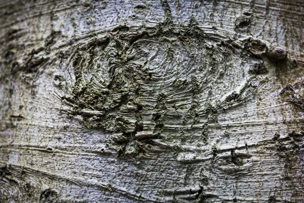 Oko Drzewa Korze Drzewa — Zdjęcie stockowe