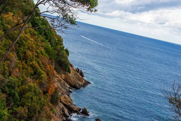 Дерево Море Залив Лес Склон Лигурийское Море — стоковое фото