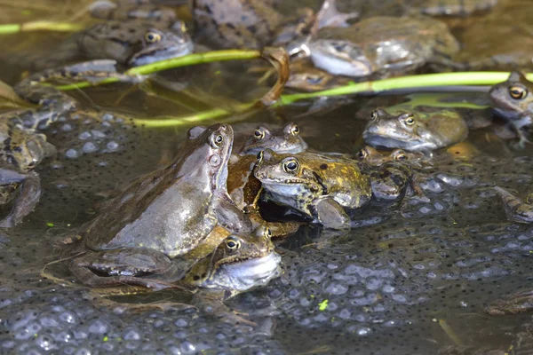 カエル両生類池動物 — ストック写真