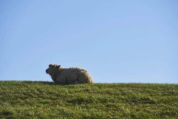 Дубові Вівці Sylt — стокове фото