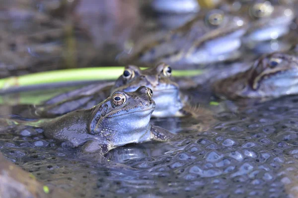 Frosch Amphibienteich — Stockfoto