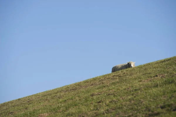 Vallfår Sylt — Stockfoto