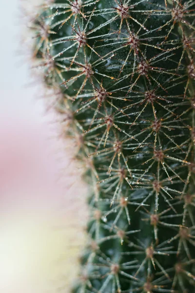 Szczegóły Kaktusa Tle Zamazany Kolor — Zdjęcie stockowe