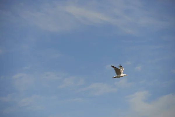 Schilderachtig Uitzicht Prachtige Zilveren Meeuw Natuur — Stockfoto