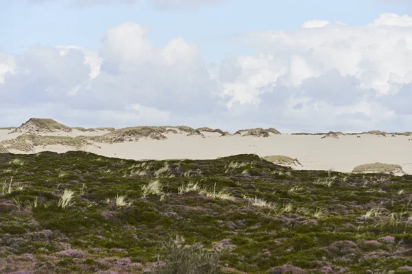 Sanddyner Och Hedar Listan Sylt — Stockfoto