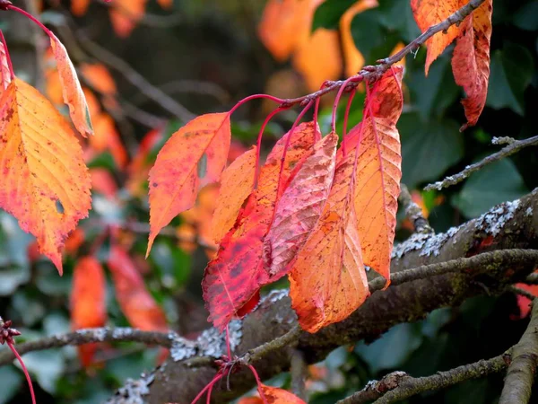 Feuilles Automne Sur Cerise — Photo