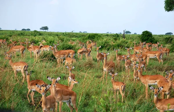 Manada Impalas Savana Parque Tanzânia — Fotografia de Stock