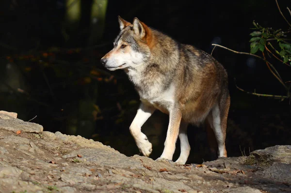 Vista Panorámica Del Lobo Salvaje Naturaleza — Foto de Stock