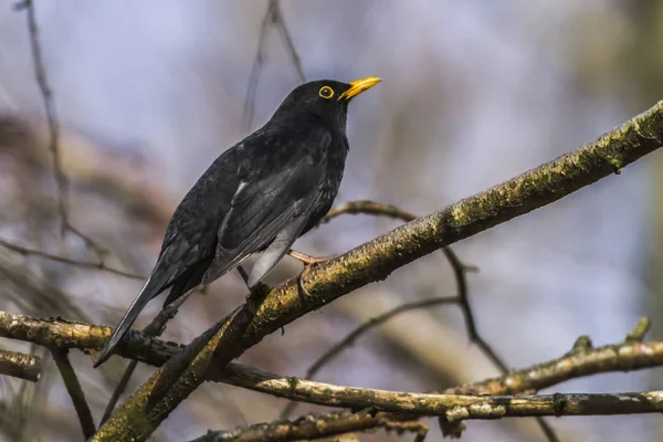 Blackbird Obserwowanie Ptaków Przyrodzie — Zdjęcie stockowe