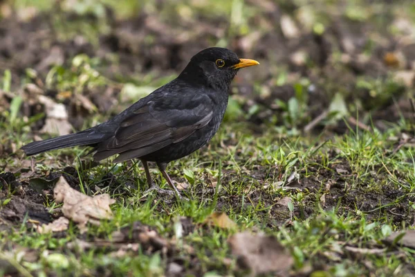 Koltrast Fågelskådning Naturen — Stockfoto