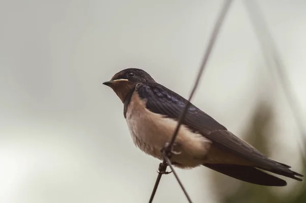 Stodola Vlaštovka Hirundo Rustica Mládě Plotě Sedí — Stock fotografie