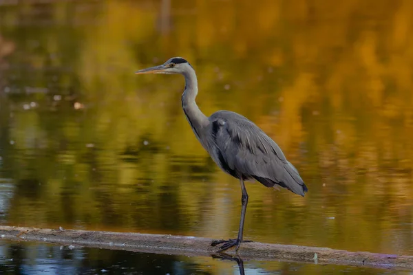 Airone Grigio Sulla Riva — Foto Stock