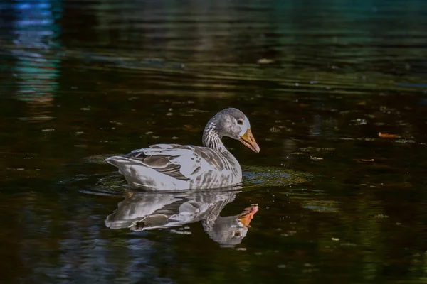 White Greylag Goose Pond — Stock Photo, Image