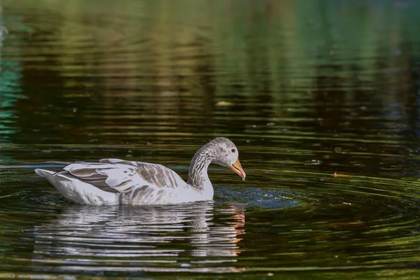 Vit Grågås Dammen — Stockfoto