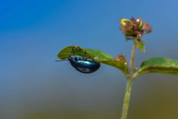 Μπλε Σκαθάρι Έντομο — Φωτογραφία Αρχείου