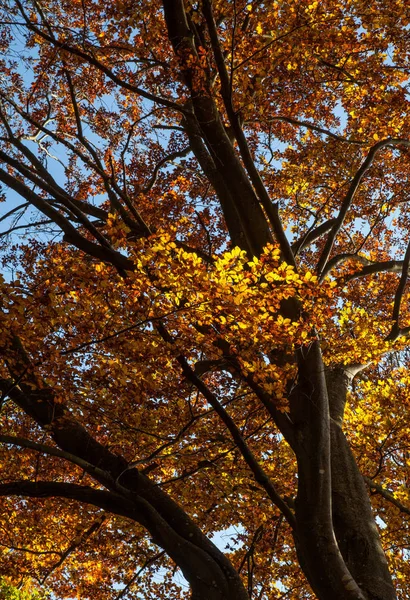 Atmosfera Autunnale Attenzione Selettiva — Foto Stock